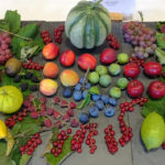 Collection of Fruit - Mr & Mrs D Cooper - DSC02814