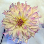 Dahlia Bloom - Mr & Mrs D Cooper - DSC02822