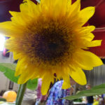 Sunflower - Leigh Arnold - DSC02953